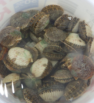 Crystal River's Scalloping Season!